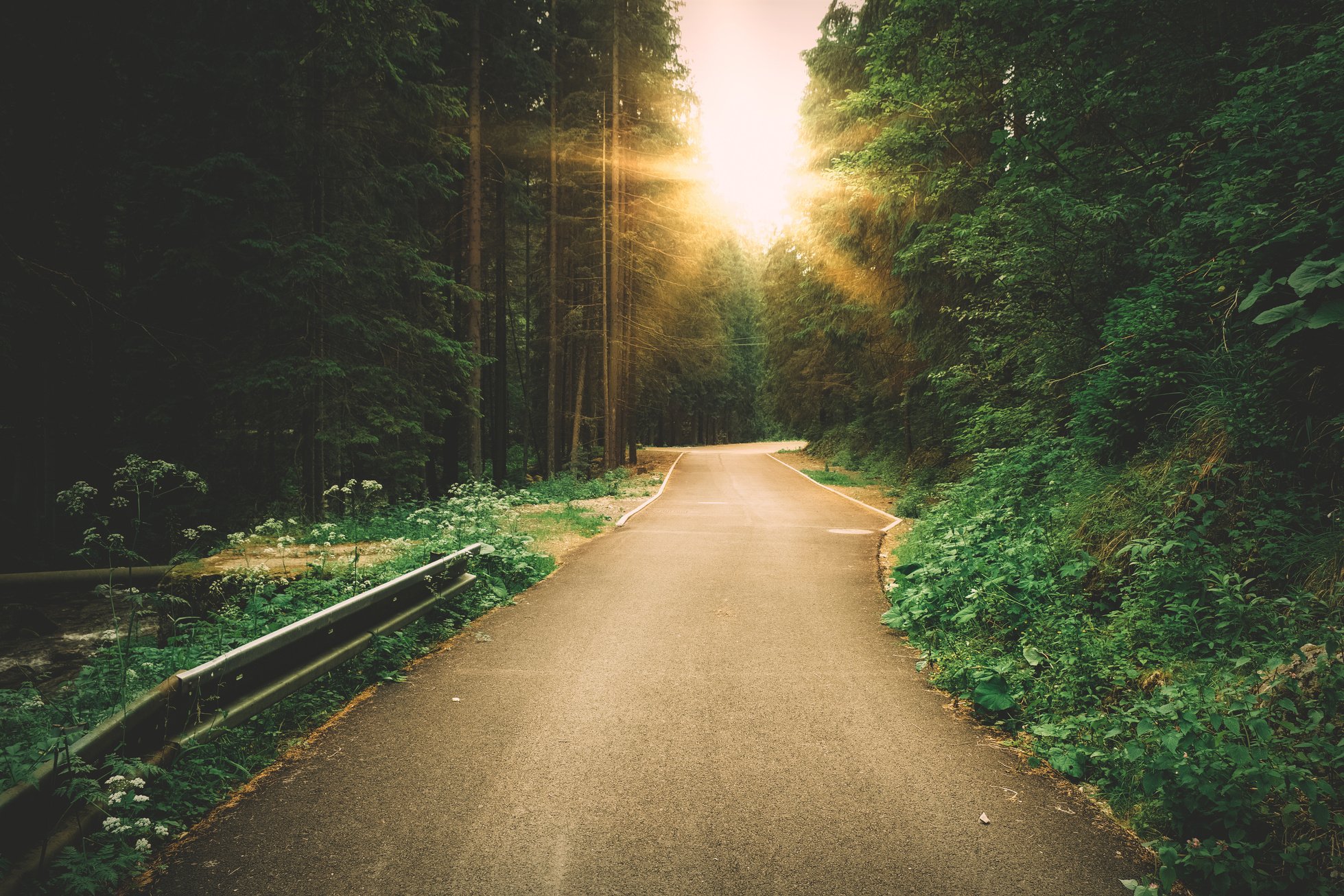 Sunny Forest Road Path